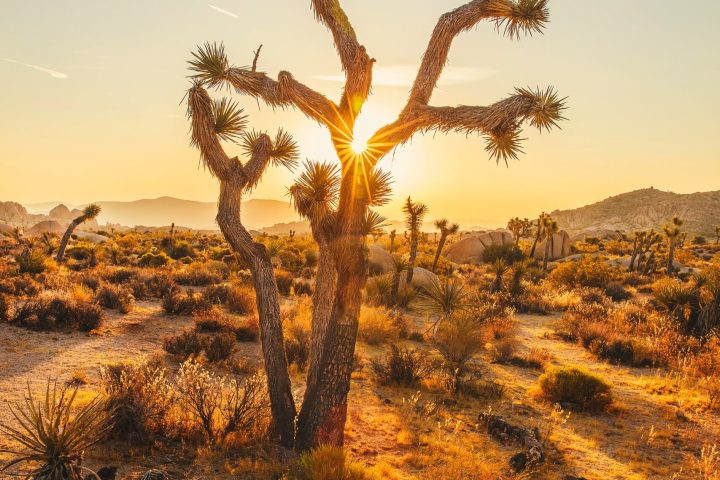 a cactus in a dirt field