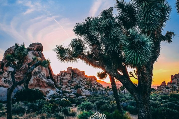 a group of palm trees next to a tree
