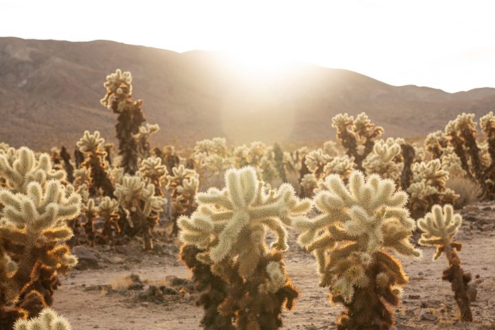 a cactus in a desert