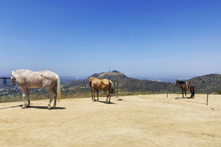 Horses at the top of Mt Hollywood
