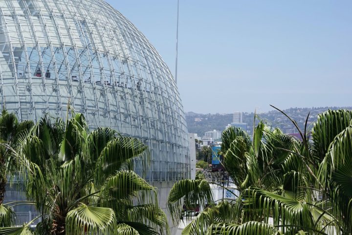 a palm tree in front of a building