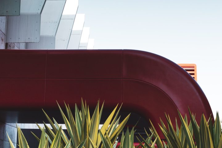 a close up of a plant