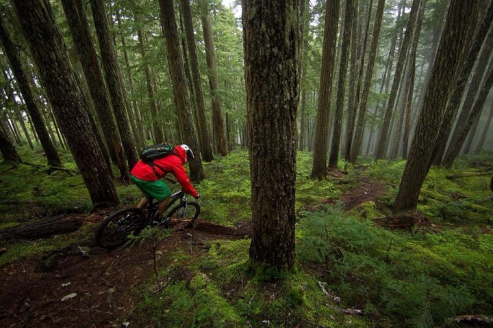 a bicycle leaning against a tree in a forest
